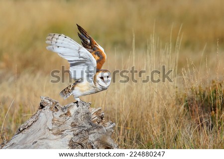 Barn owl (Tyto alba) sitting on a stump
