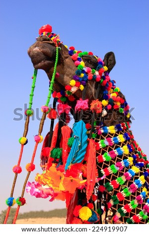 Portrait of decorated camel at Desert Festival, Jaisalmer, Rajasthan, India