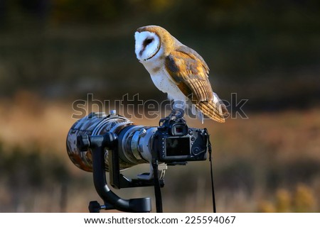 Barn owl (Tyto alba) sitting on a camera
