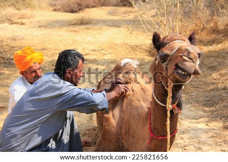 JAISALMER, INDIA-FEBRUARY 18: Unidentified man grooms camel during safari on February 18, 2011 in Jaisalmer, India. Camel safaris in That desert are very popular among tourists from Jaisalmer