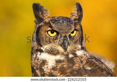 Portrait of Great horned owl (Bubo virginianus)