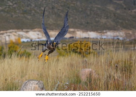 Peregrine falcon (Falcon peregrinus) flying in a field