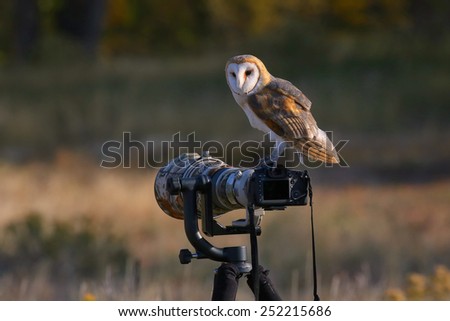 Barn owl (Tyto alba) sitting on a camera