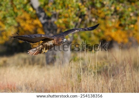 Red-tailed hawk (Buteo jamaicensis) in flight