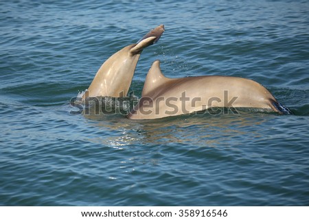 Mother and baby Common bottlenose dolphins diving near Sanibel island in Florida