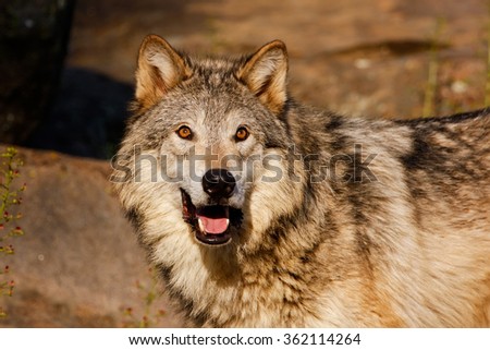 Portrait of Gray wolf (Canis lupus) with rocks in background