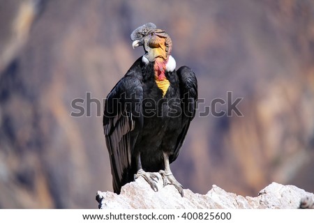 Andean Condor (Vultur gryphus) sitting at Mirador Cruz del Condor in Colca Canyon, Peru. Andean condor is the largest flying bird in the world by combined measurement of weight and wingspan