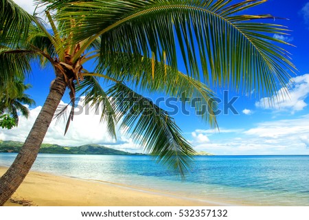Leaning palm tree at the beach on Nananu-i-Ra island, Fiji. Tourism is the main industry of Nananu-I-Ra