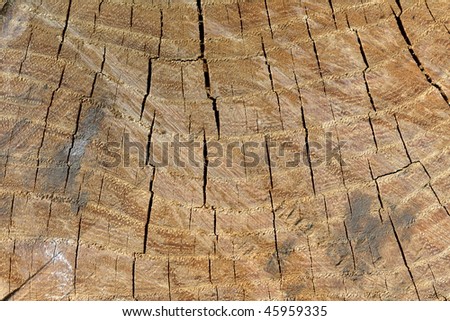 Tree rings are counted to determine the age of a tree