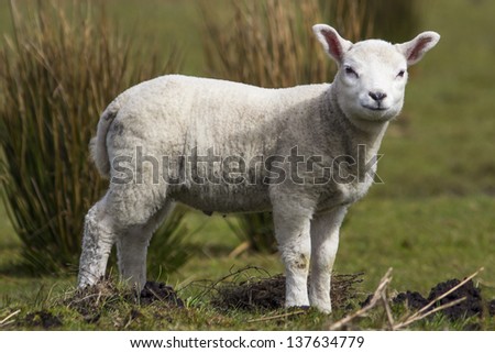Little Lamb Staring