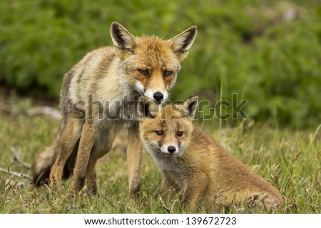 Alert Red fox Family