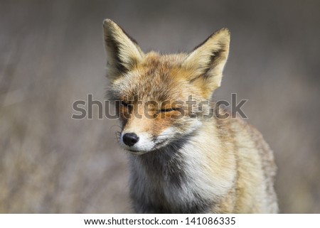 Beautiful Fox Face