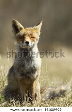 Funny Fox Face