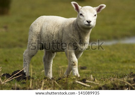 Happy Little Lamb