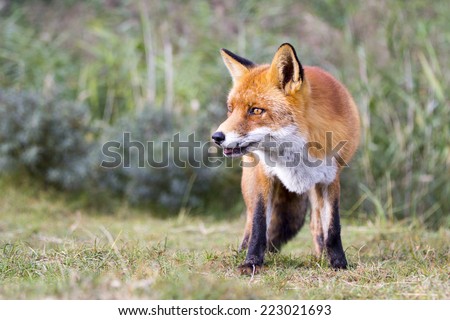 Alert Red Fox Standing on a Green Background