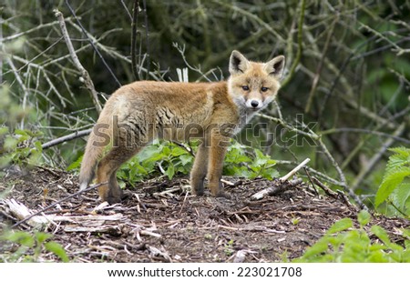 Alert Red Fox Cub