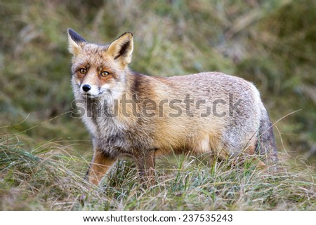 Red Fox Staring into the Camera