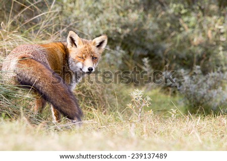 Red Fox in a Green Environment