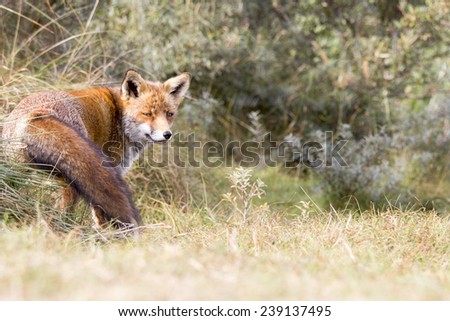 Red Fox in a Green Environment