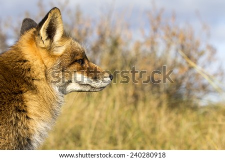 Red Fox Facing the Right