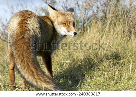 Red Fox Standing on the Grass Looking to the Right