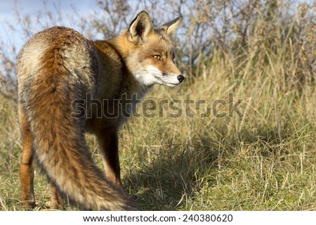 Red Fox Standing on the Grass Looking to the Right