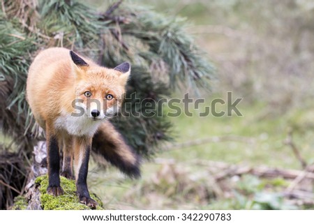 Red Fox Standing on a Moss Covered Tree Trunk