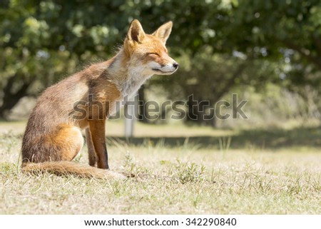 Red Fox Sitting on the Grass Enjoying the Sun
