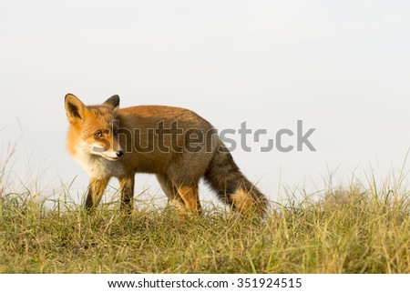 Red Fox Standing on the Grass with the Sky Behind Her