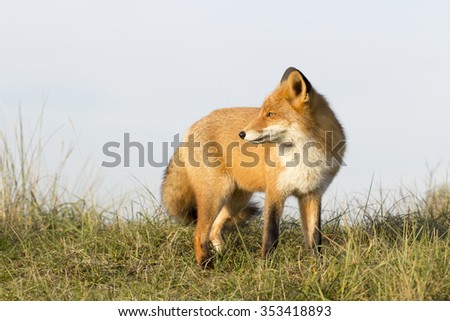 Red Fox Standing on the Grass with a Sky Background