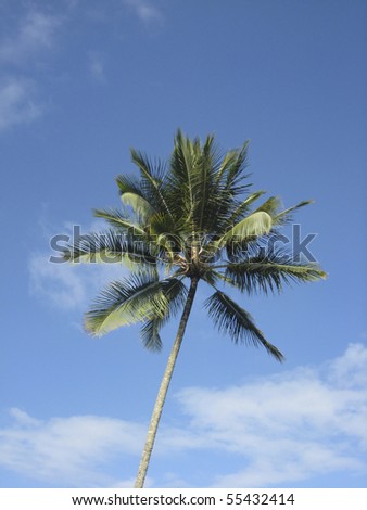 Hawaiian palm tree with the blue sky in the background.