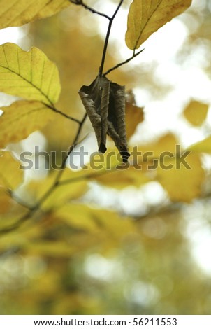 Brown, dry leaves in front of a blurry fall background.
