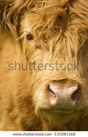 Closeup of a cow\'s face