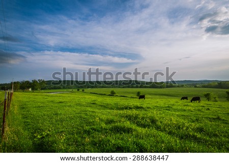 Wide landscape of cattle in a field grazing.