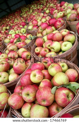 Bushels of Honey Crisp apples at a Farm Market