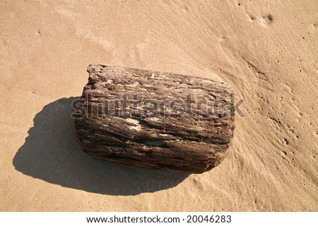 Small piece of driftwood on the the wet sand of a Lake Michigan beach