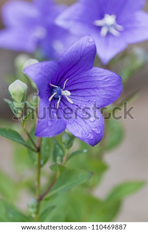 Droplets on a purple balloon flower