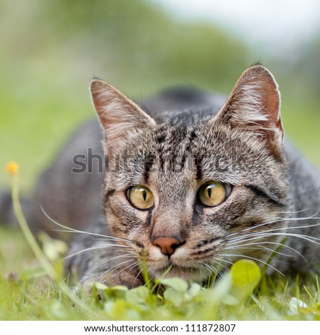 Squint-eyed tabby cat ready to pounce on one\'s prey