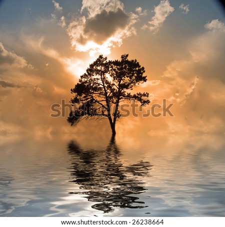 Water and tree sunset