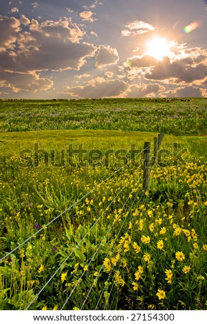 Field with fence and flowers