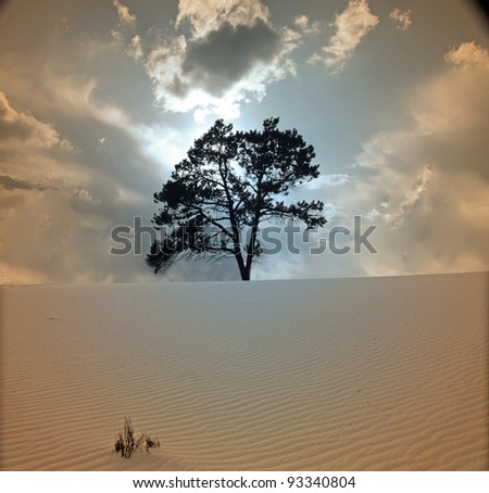 Tree grows in desert scene