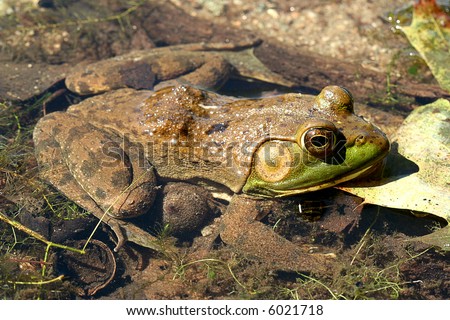 Pond frog