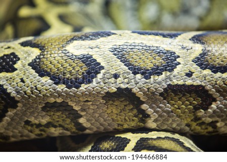 coiled python skin as background