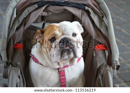Spoiled Bulldog riding in a baby stroller.
