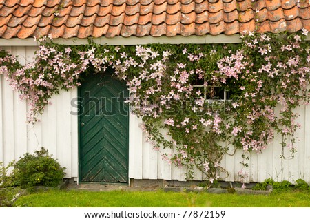Clematis flowers on a wall