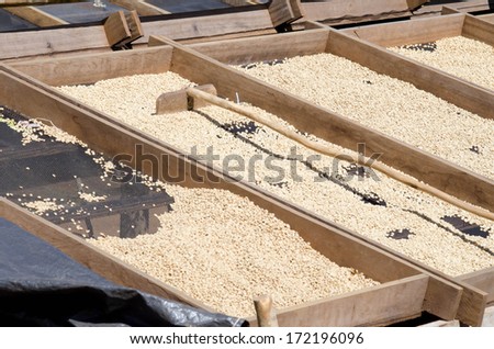 un-roasted coffee grains drying by sun light in Laos