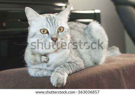 Cat sit on chair in living room with piano and lazy chair background