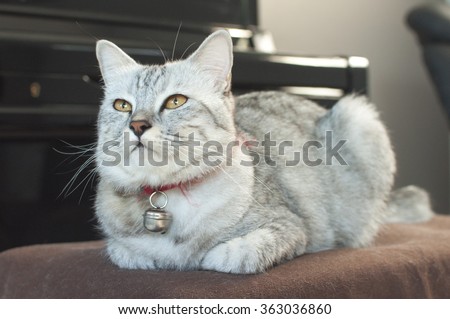 Cat sit on chair in living room with piano and lazy chair background