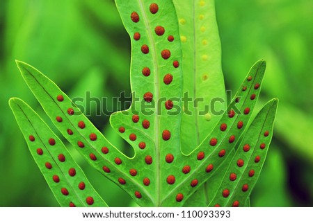 Dotted fern leaf (Maile-Scented)
