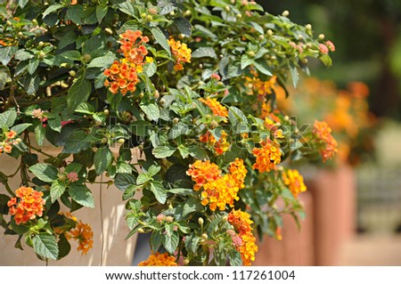 Lantana or cloth of gold flowers